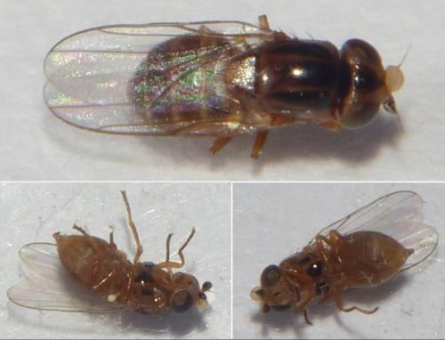 Réf. 275 098 : Thaumatomyia notata